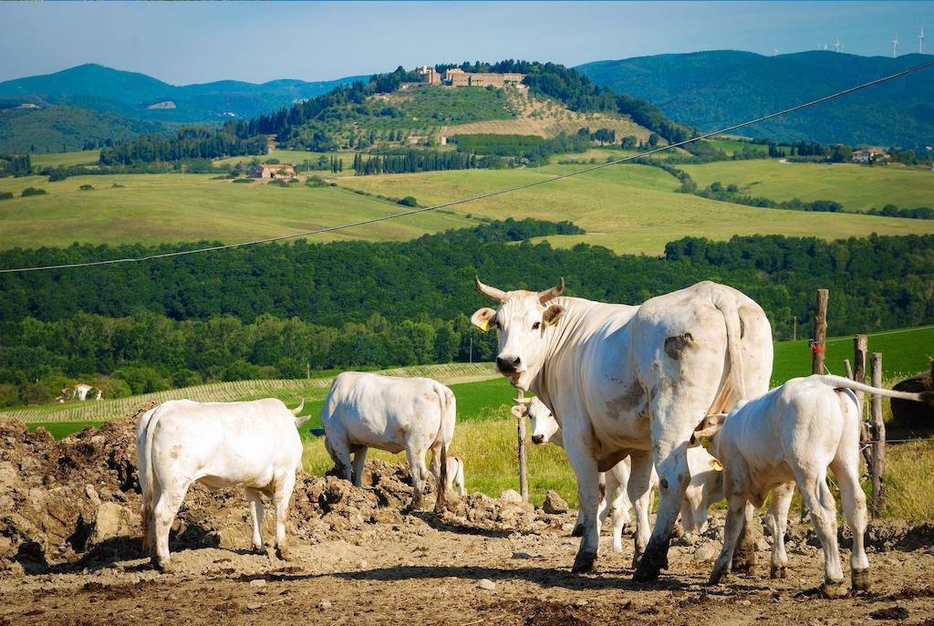 Il Canterino Guardistallo